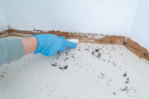 Best Wasp Removal Services  in Chatfield, MN